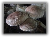 shiitake7