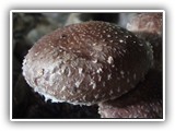 shiitake8
