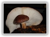 shiitake9