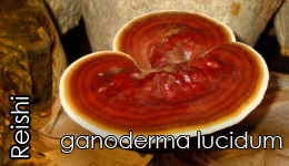 reishi